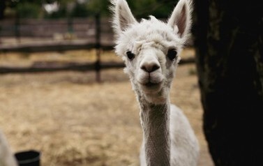 0C5A42402099